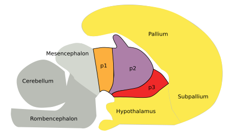 Diencephalon