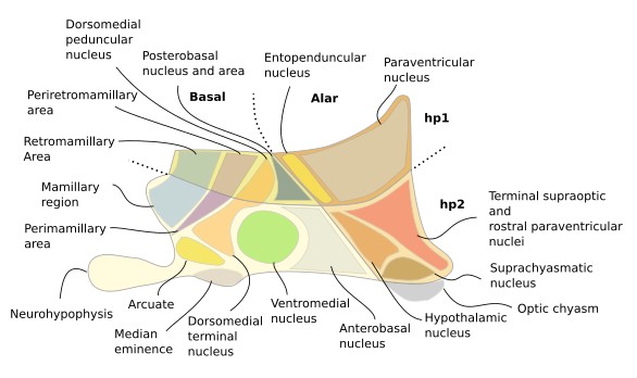  Hypothalamus