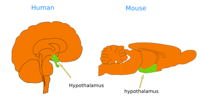  Hypothalamus