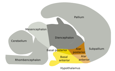  Hypothalamus