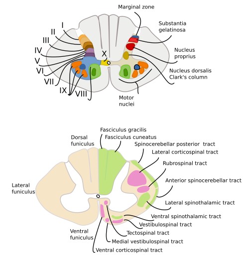  Spinal cord regions