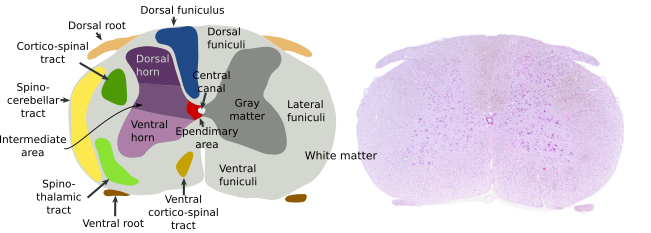  Spinal cord regions, transversal view