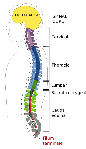  Spinal cord regions