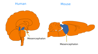  Mesencephalon