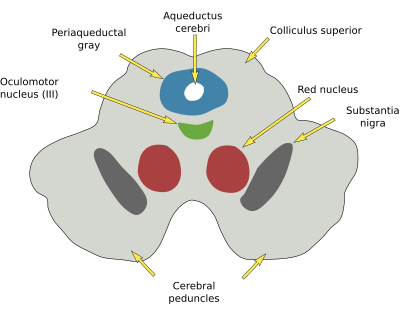  Mesencephalon