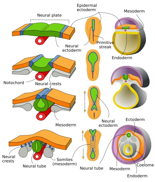  Primary neurulation