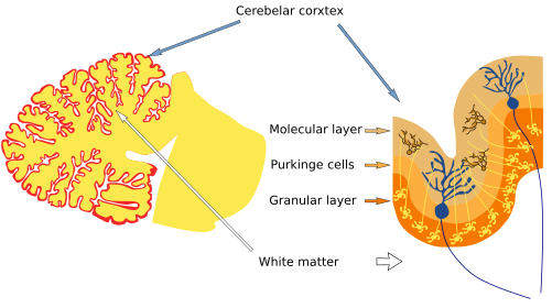  Cerebellum