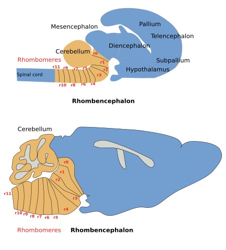  Rombencéfalo