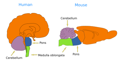  Rhombencephalon