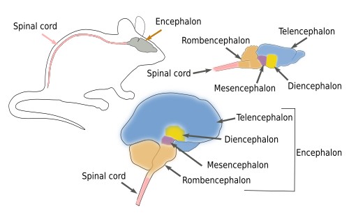  Encephalic divisions