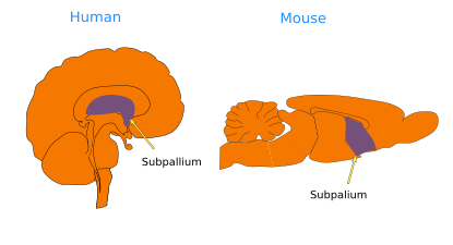  Subpallium