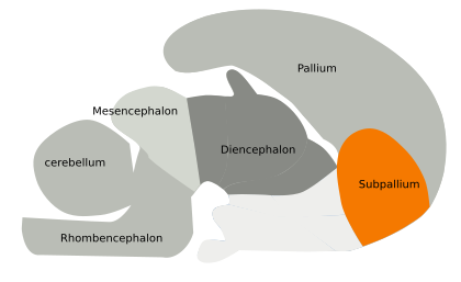  Subpallium