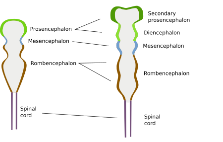  Central nervous system compartments