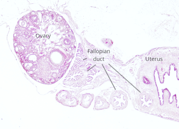 Female reproductive  system