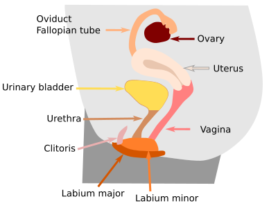 Female reproductive  system