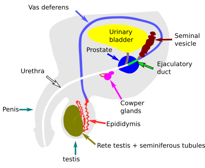 Male reproductive system in humans