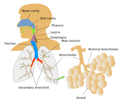 Respiratorio