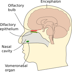 Human olfactory system