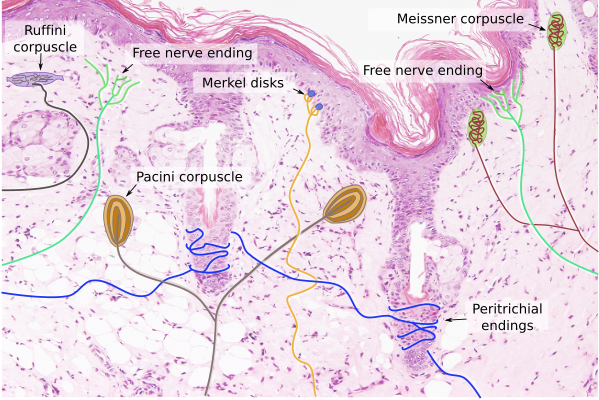 Cutaneous receptors