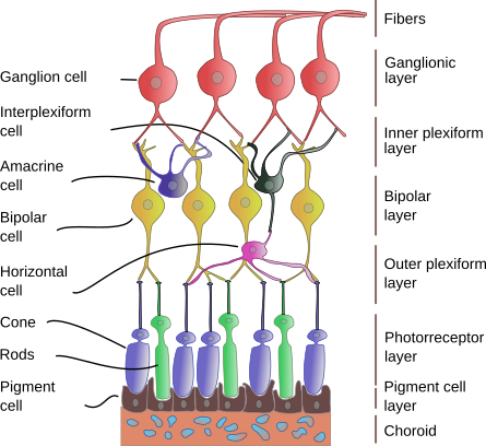 Retina