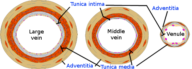 Vein structure