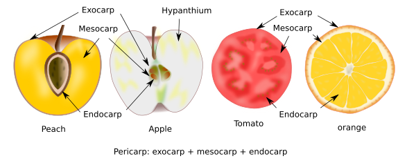 Fleshy fruits