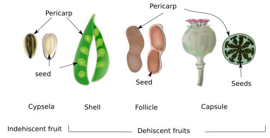 Dry fruits