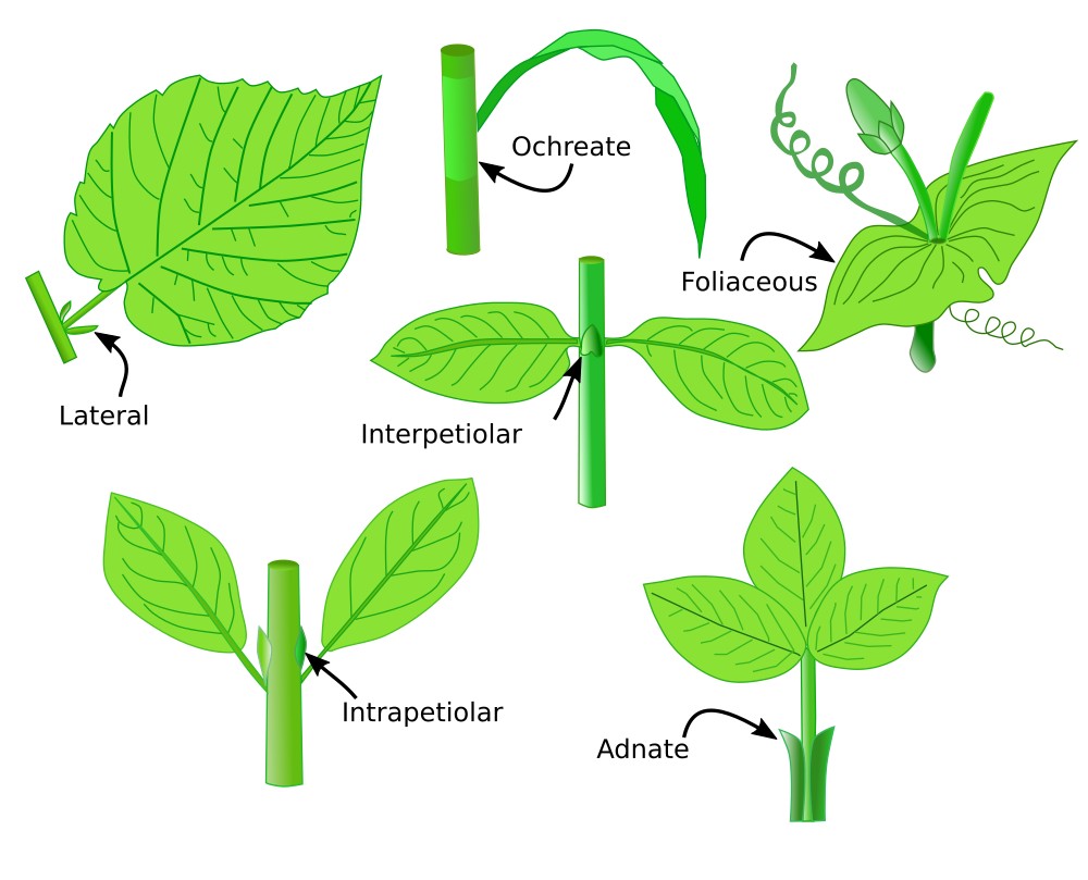 Stipules