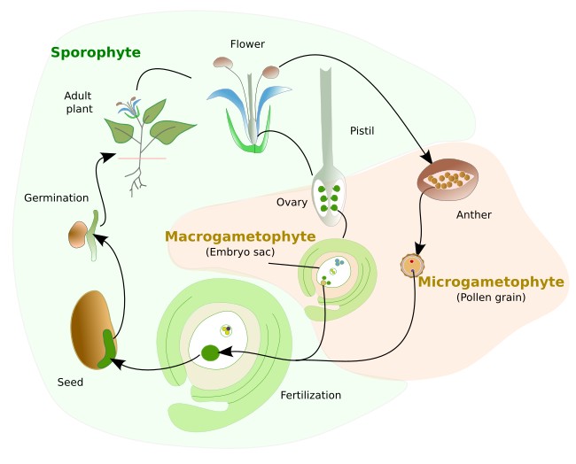 Plant life cycle