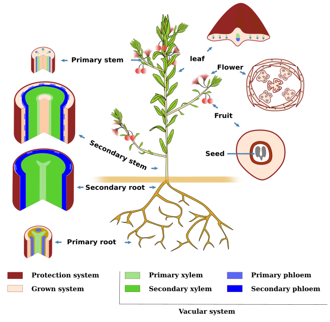 Plant body