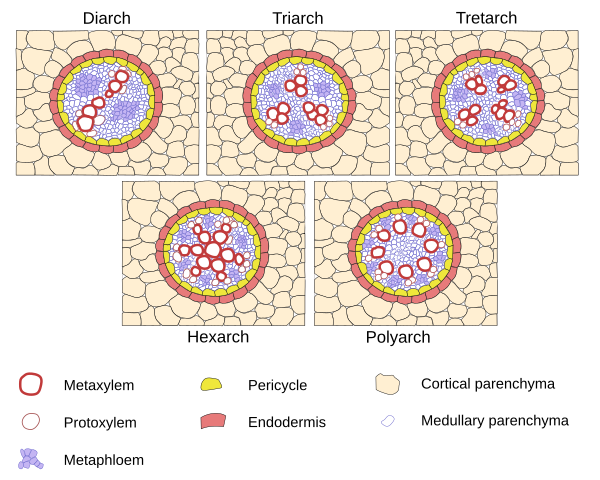 Root vascular bundles