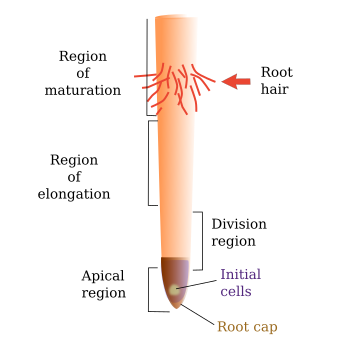 Root zones