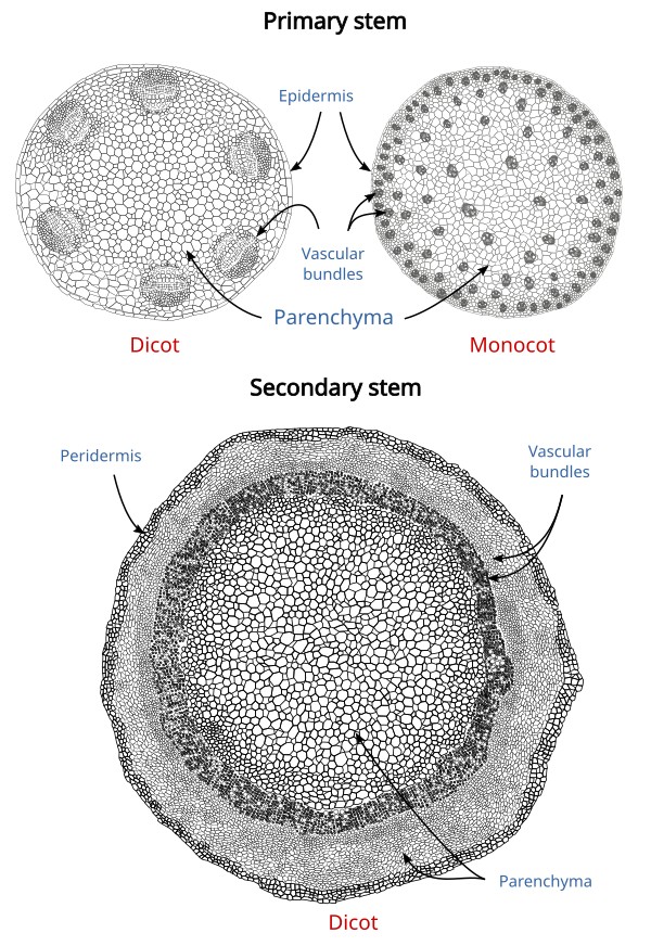 Primary and secondary growth