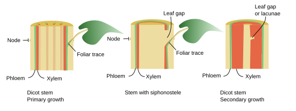 Foliar traces