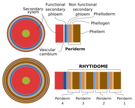 Rhytidome