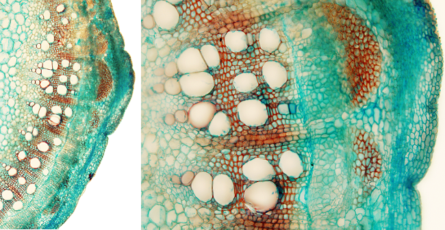 Secondary stem. Dicot.