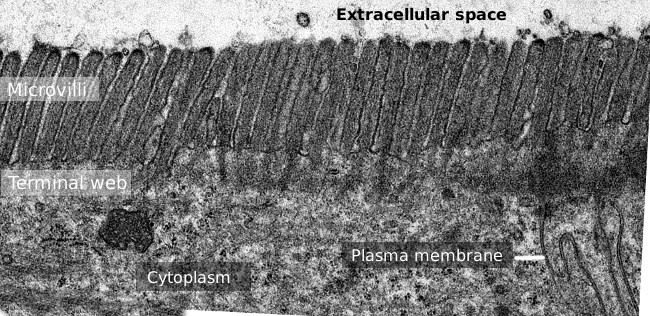 Microvilli