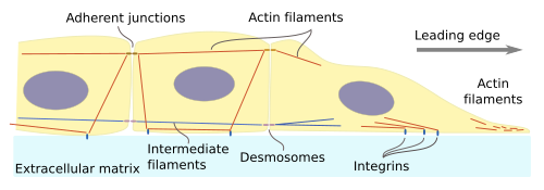 Cell population movement