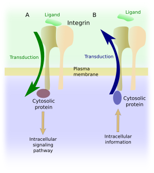 Adhesion molecules 