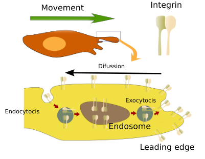 Adhesion molecules 