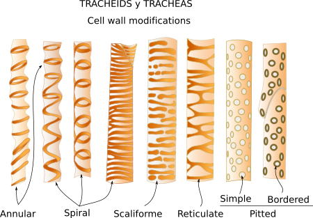 Forms of thickening in the cell walls