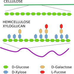 hemicellulose