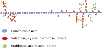 pectin