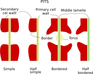 Main morphologies of pits.