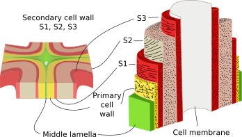 Orientation of the fibers of cellulose