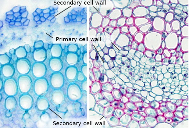 Cell wall