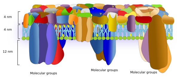 Membrane model 