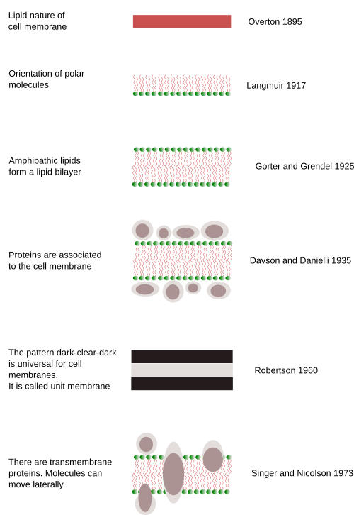 Membrane models