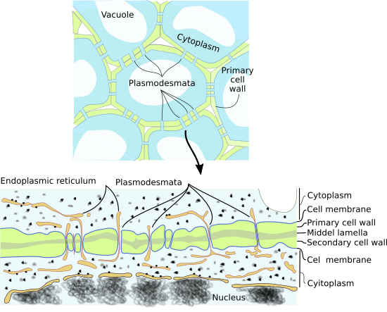 Plasmodesmata 