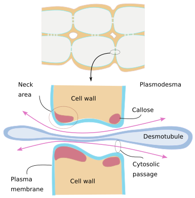 Plasmodesmata 